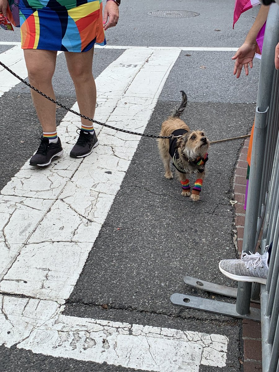 LindsayHouck3's tweet photo. After 6 years in DC I finally made it to #DCPride! Here’s a collection of the best pride doggos spotted at the #dcprideparade:
#DCPride2022 #doggosofpride https://t.co/rwBa12IR9S