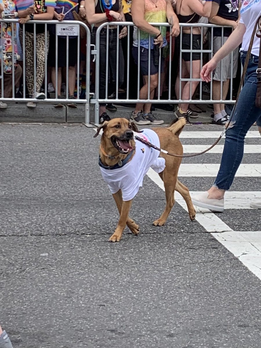 LindsayHouck3's tweet photo. After 6 years in DC I finally made it to #DCPride! Here’s a collection of the best pride doggos spotted at the #dcprideparade:
#DCPride2022 #doggosofpride https://t.co/rwBa12IR9S