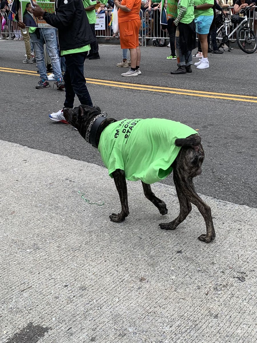 LindsayHouck3's tweet photo. After 6 years in DC I finally made it to #DCPride! Here’s a collection of the best pride doggos spotted at the #dcprideparade:
#DCPride2022 #doggosofpride https://t.co/rwBa12IR9S