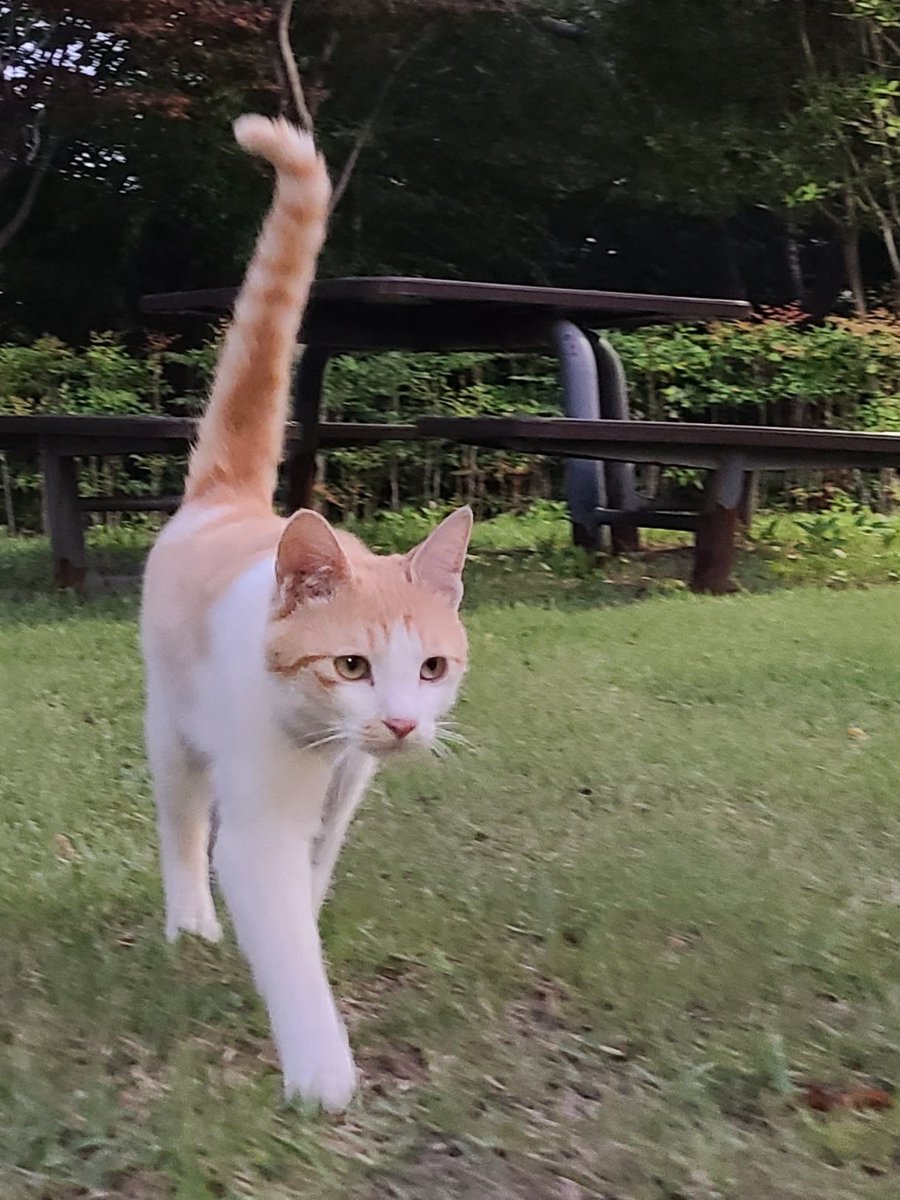Cute my cat Dolphin. He's a year old.