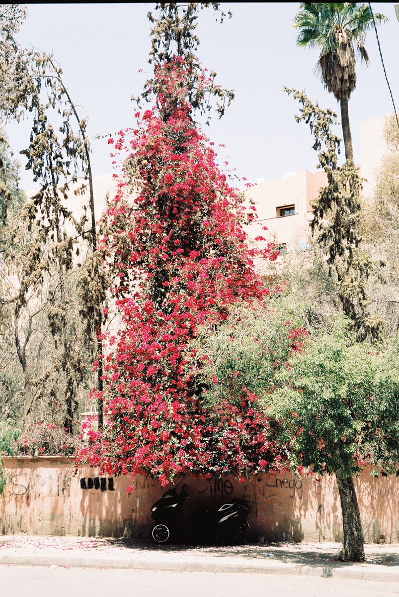 MANPROD3's tweet photo. Quelques photos-souvenirs de Marrakech 📍 https://t.co/eaUC6gJsZO