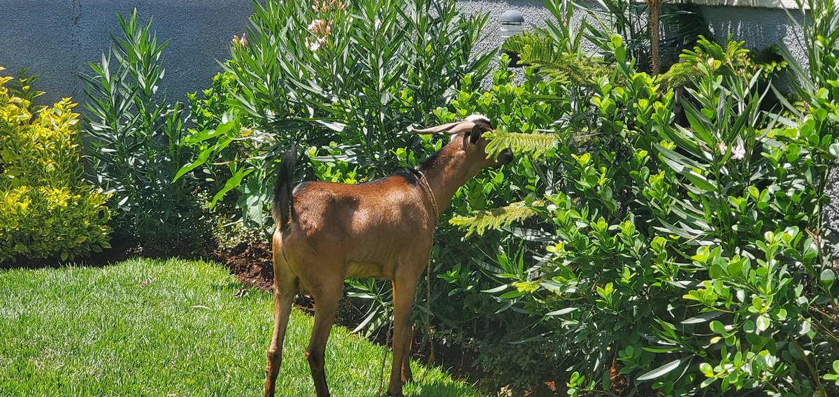 SAMUEL GETACHEW tweet media