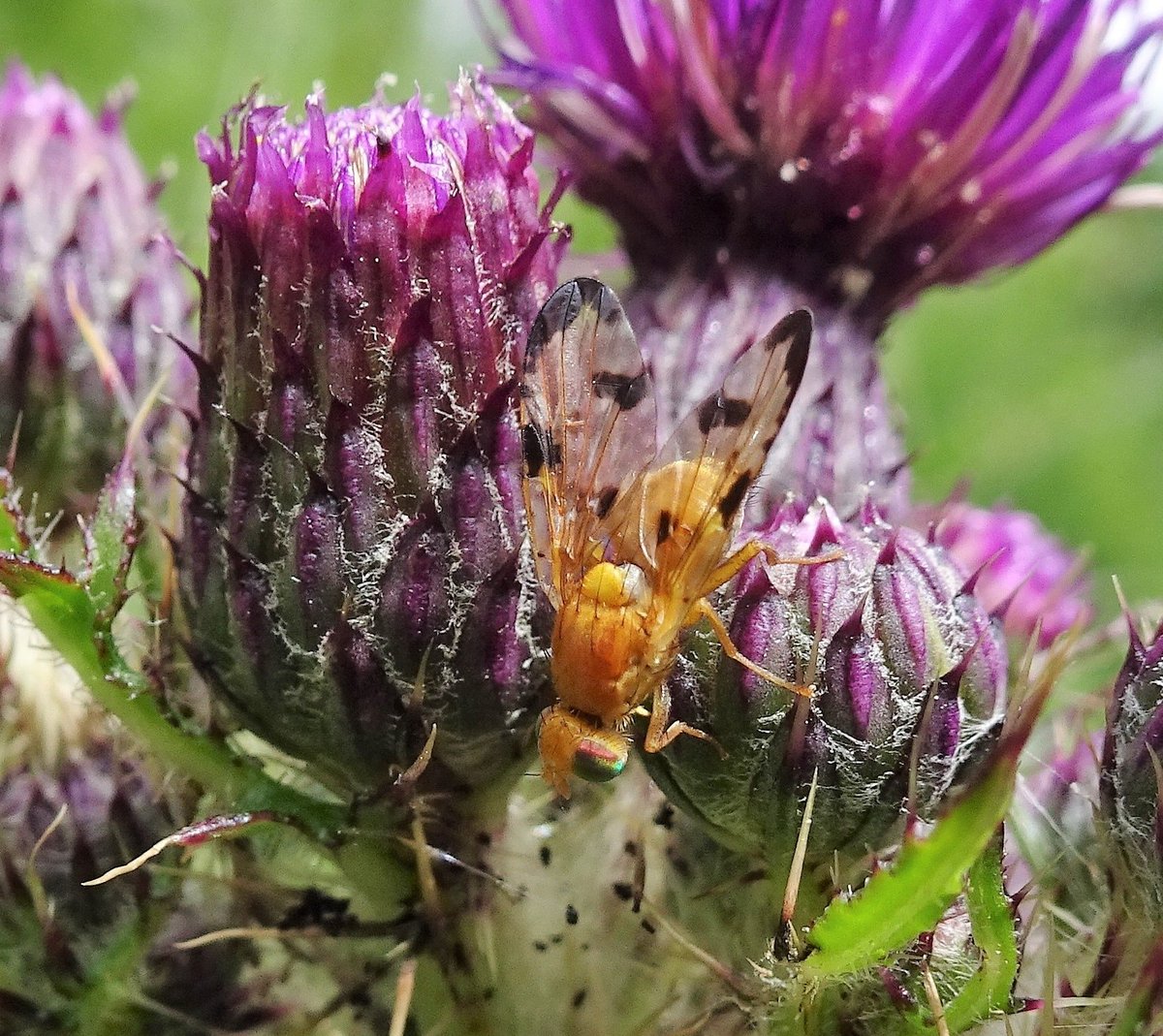 Tufters1's tweet photo. A Mottled Thistle Fly unafraid of the Marsh Thistle's prickly defences. #Wildflowerhour #PlantDefence #WildWebsWednesday #instects https://t.co/SAACtKybKu