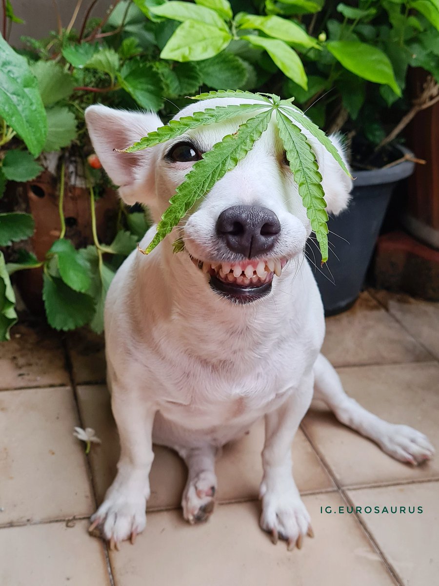 eurosaurus's tweet photo. ปลูกได้แล้ว ไม้ฟอกอากาศ @eurosaurus https://t.co/Fi4dFWNHUc