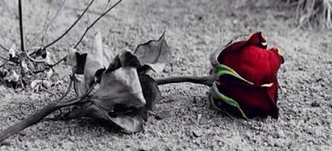 996Fzaa's tweet photo. ولعلك زرعت نفسك 
في غير ارضك 
 فذبلت.."🥀
 #ايش_مفهومك_للحب https://t.co/txYmT0wBDZ
