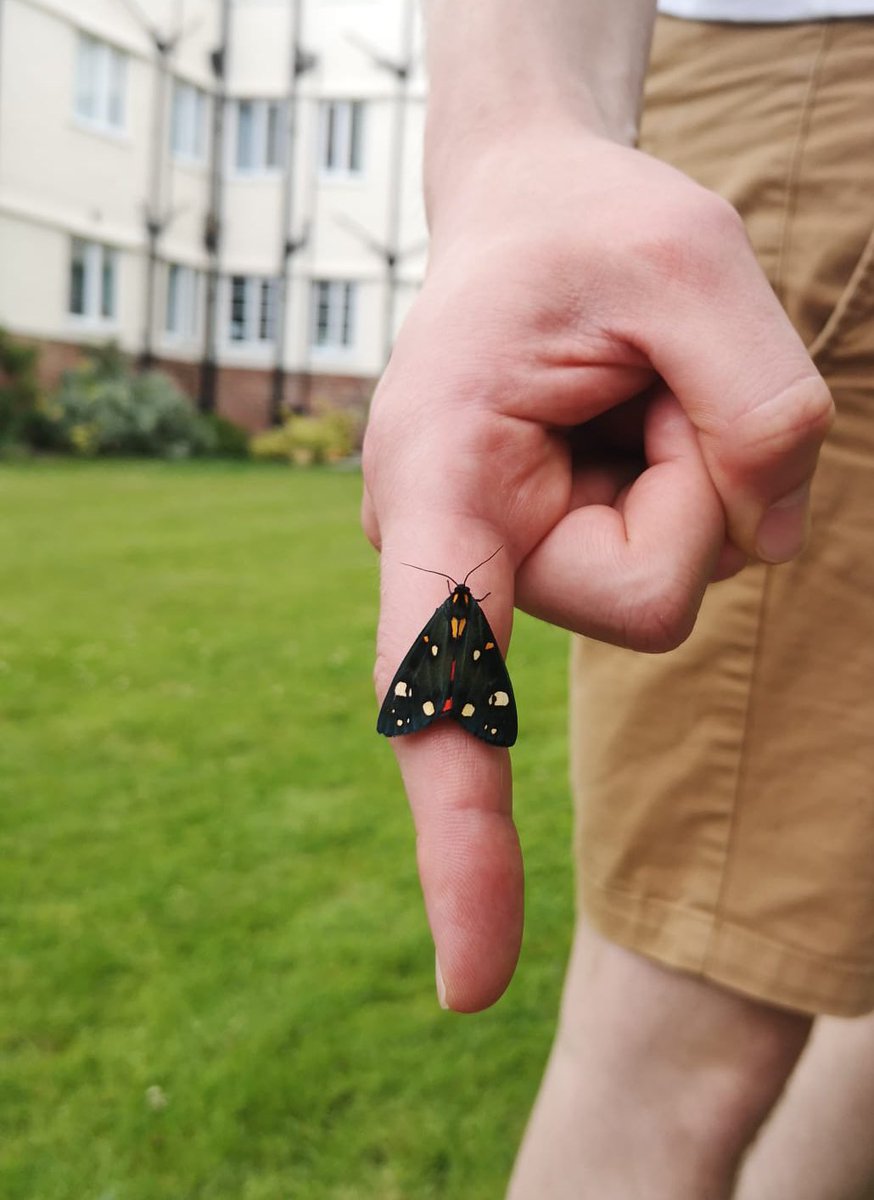 PotatoAphidMan's tweet photo. Found this guy out in west kirby yesterday! (Scarlet tiger moth) https://t.co/sEqCjykwF4