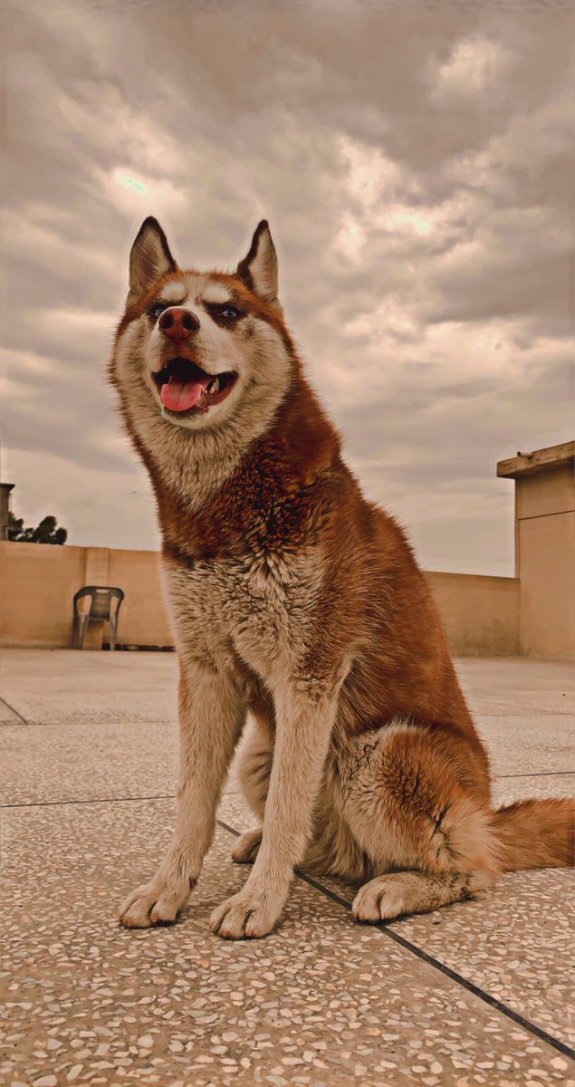 t88wf7njdh's tweet photo. #HuskyTwitter #husky #Neeka #MyBaby #Husk https://t.co/TDLAToSVWQ