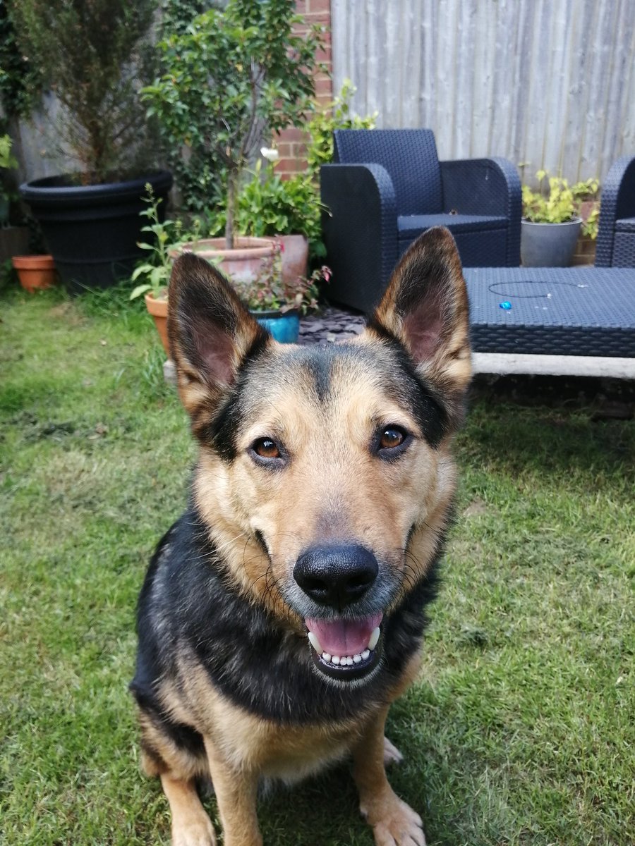 KateGood69's tweet photo. Rest of the family at the #CapitalSTB, while I have to dogsit, but Otto and I are listening to #GlobalPlayer so we aren't missing out! #DancingWithMyselfathome https://t.co/nRtMoNHDyS