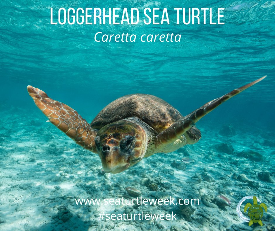 SEE Turtles tweet media