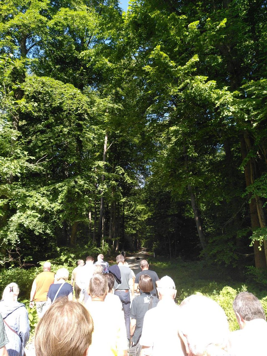 Das ist der Keulaer Wald in Nordthüringen, einer von nur noch 15% der gesunden Wälder #Thüringen|s. 

Dort sollen ca. 80 ha für die Erweiterung eines Kalksteinbruchs gerodet werden, trotz Waldsterben und trotz der Klimaschädlichkeit des daraus produzierten Zements.