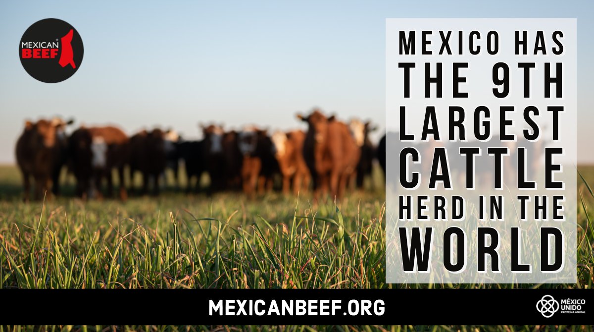 MexcanBeef's tweet photo. México posee el 9o hato de ganado bovino más grande del mundo #cattle #data #beefdata #angus #beefmaster #brangus @CNOG_MX @SENASICA @Agricultura_mex https://t.co/7ypQp5jugW