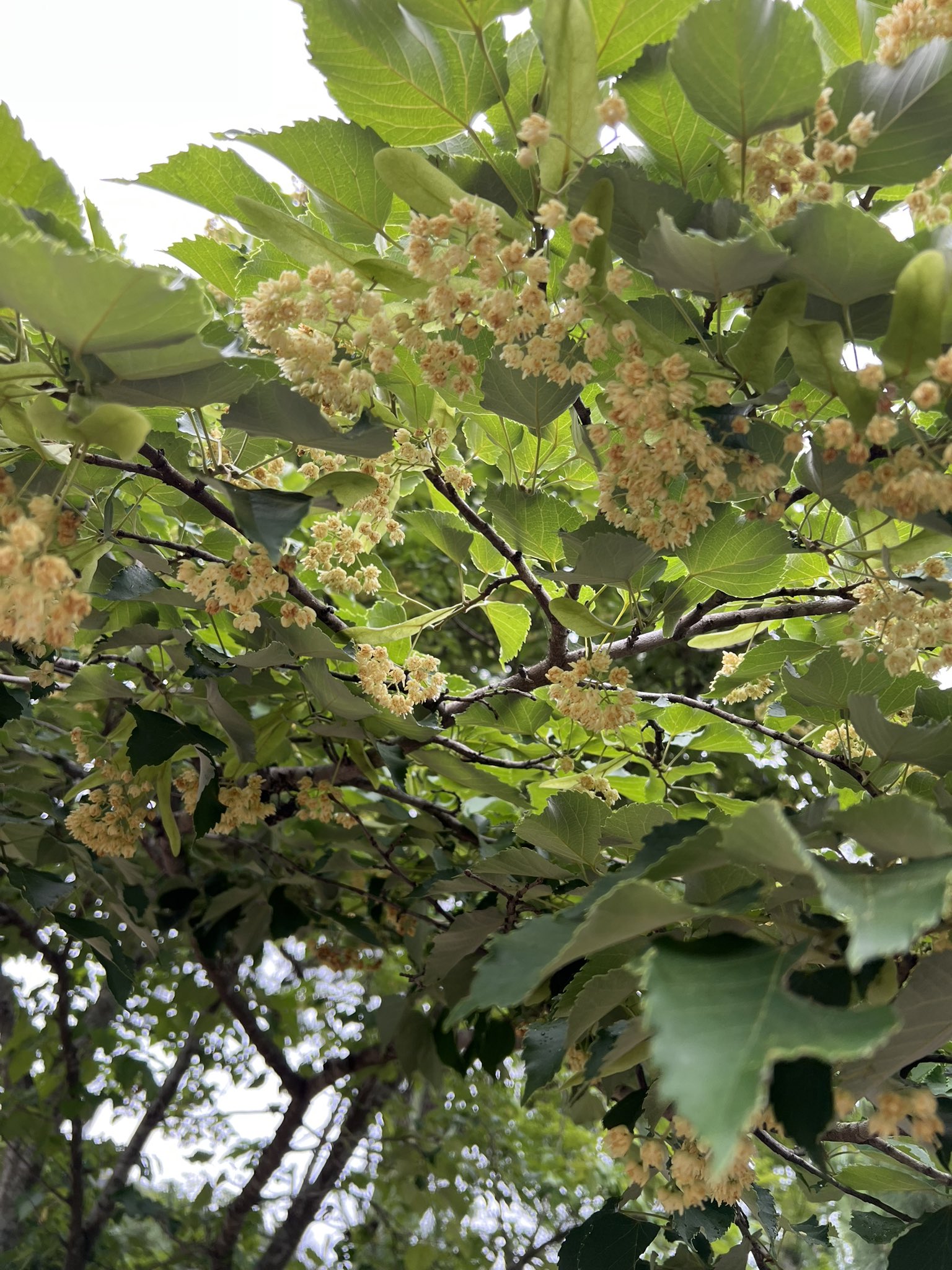 夏暁 メガ恋大阪３ G15 菩提樹の花 独特な甘い香りだった 湿気の多い暑い日なら きっと 香りだけでどっかに連れて行かれそうな気持ちになるんだろうな T Co 4wvbiiyivu Twitter