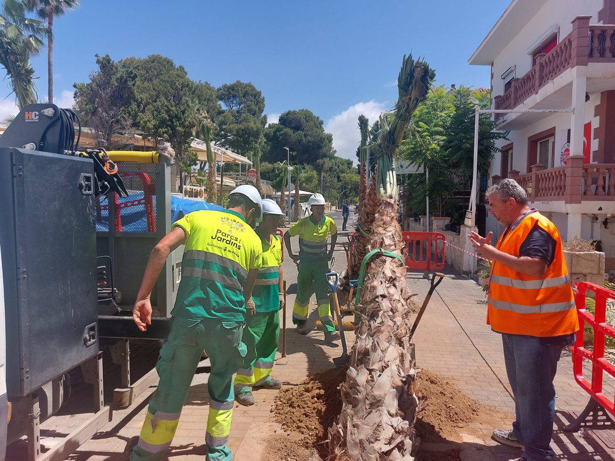 L’Ajuntament sembra un centenar més de palmeres als carrers de la Platja de Palma
foravila.net/area/palma/laj…
#palma #sembradepalmeres