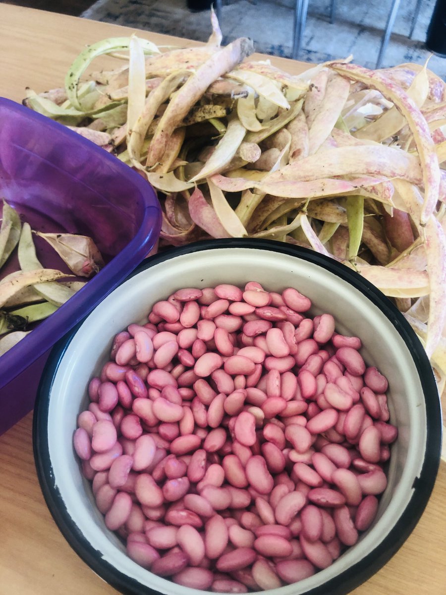 bsfprotein's tweet photo. BSF frass/Manure test done on my backyard gardening.The beans look great .Would l recommend Bsf frass as thee key to soil improvement and nutrition ? yes 100%.Now the question is,how to prepare or cook the beans?#bsfproteins #bsffarming #bsffrass https://t.co/JY3MXH4t8o