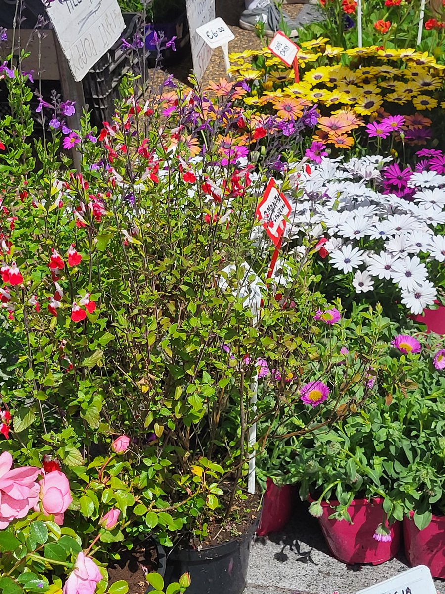 Brigid Walsh 🌻💙🕊💛 tweet media