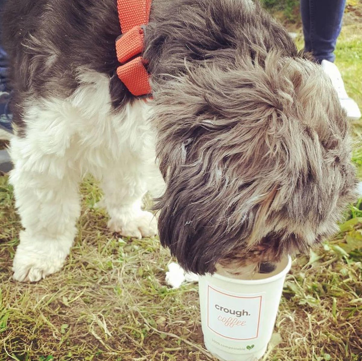 packthepooch's tweet photo. Dog friendly cafe located in Kilmacthomas, Co. Waterford 🐶🐾
✨️ Link in bio for more info ✨️
#dogfriendlycafe #dogfriendly #dogfriendlywaterford #dogfriendlyireland #petfriendlyireland #specialtycoffee #coffee #3fecoffee #travelwithyourdog #packthepooch https://t.co/CqKErpVqkM