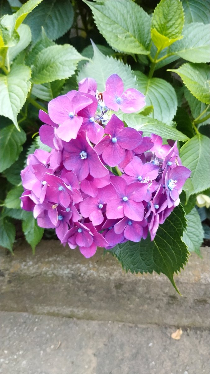 tatumaro's tweet photo. 6/11から始まってる白山神社の紫陽花まつりに行ってきました。いつもは祭りが終わりがけの16時にいくのですが、午前中に行ってみたらものすごい人でした。ゆっくり写真撮影のみしたいひとは、平日や遅い時間がいいかも。＃あじさいまつり https://t.co/F8aZgAmEwd