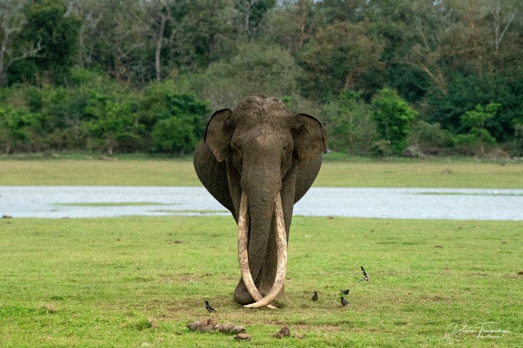 Tusker 'Bhogeshwer' with longest tusk in South Asia is no more. He was also called as Kabini king as he was Staying in the backwaters of Kabini Reservoir.

Good Bye Champ. He was 76
#Kabini #tusker
