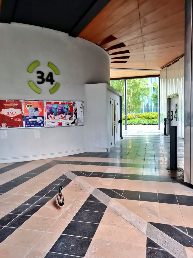 sharbat_c's tweet photo. I don't see the other half of my favourite #duckcouple of the Jussieu campus. Ask the other birdie frens, look around, I'm sure you'll find your partner soon.
I actually am quite sad to see just one half of the couple. Hope they get to see each other soon. https://t.co/pCKiaJ7nRl
