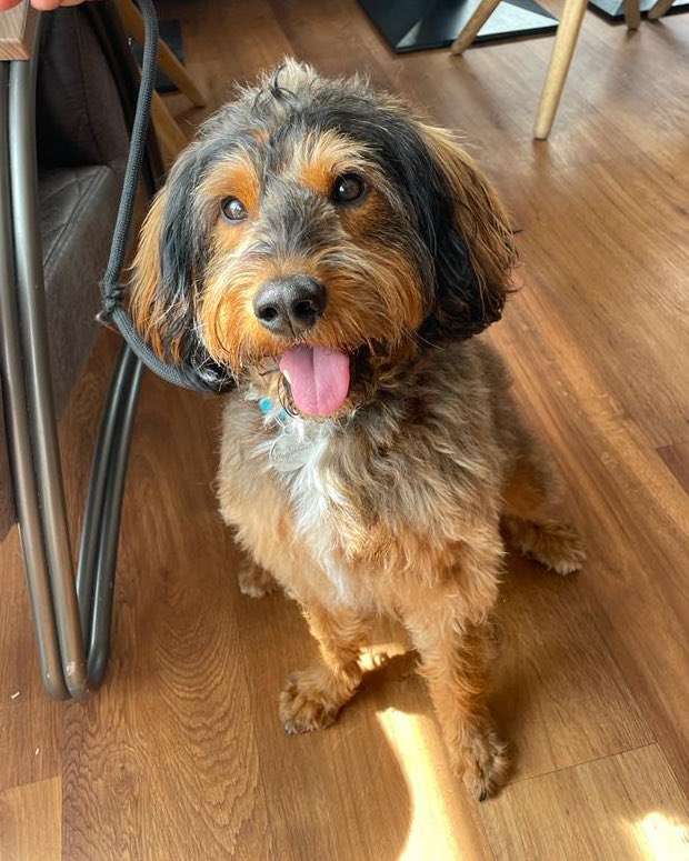 simonjansen's tweet image. Ever since #LD1 Mrs J &amp;amp; I have had dog envy, it’s their beautiful happy faces that appeals as they approach. We snaffled a friend’s #doggo for a walk today. I’d never heard @amandacjansen say, ‘who’s a good boy before!’ I know why @rickygervais says he prefers dogs to people. 😍