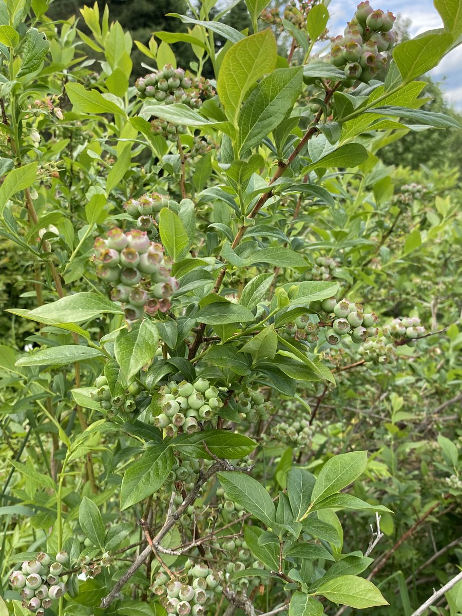 Almost blueberry season, very full crop this year