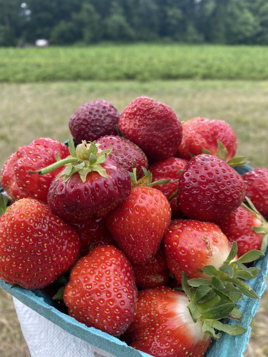 Keith_McGilvery's tweet photo. We’re heading into Connecticut’s strawberry fields tomorrow morning starting at 7am on @FOX61News #pickyourown #alllocalallmorning @CTvisit https://t.co/lwHYqqIwOH