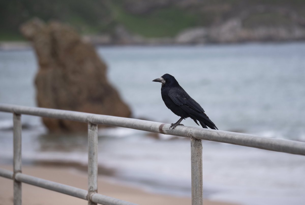 AmosPhotography's tweet photo. This rook posed nicely for the camera while I was at Cullen seafront today. Also managed to stop off at Portgordon on the way back and photograph the local seals! @BBCSpringwatch @MoraySpeyside @ScotWildlife @VisitScotland #cullen #portgordon #rook #seal #moray #scotland https://t.co/KzjzUfCI6o