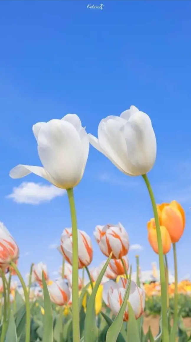 و ألـوذ بـك مـن ضـيـق نـفـسـي إلـى سِـعـتـك 
 يـارب