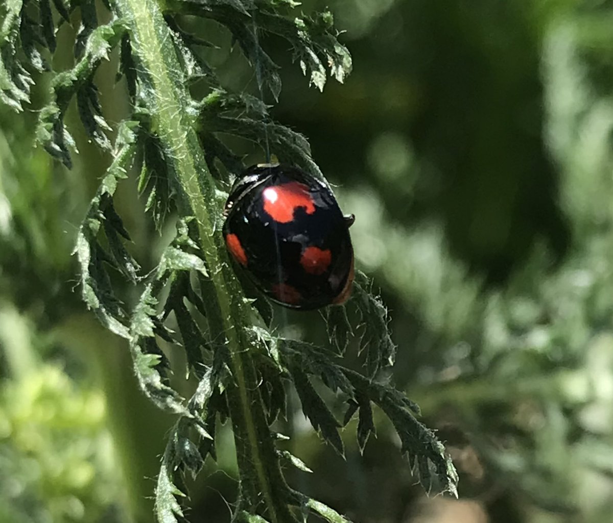 uncoolhelen's tweet photo. #30DaysWild 11 &amp; 12: lesser stag beetle, unidentified brown beetle, ladybird and mouse-ear chickweed. It has been a good weekend 🥰 @30DaysWild @LGSpace #365DaysWild @WiltsWildlife @365DaysWild #smallthings https://t.co/jUgpB6eSGn