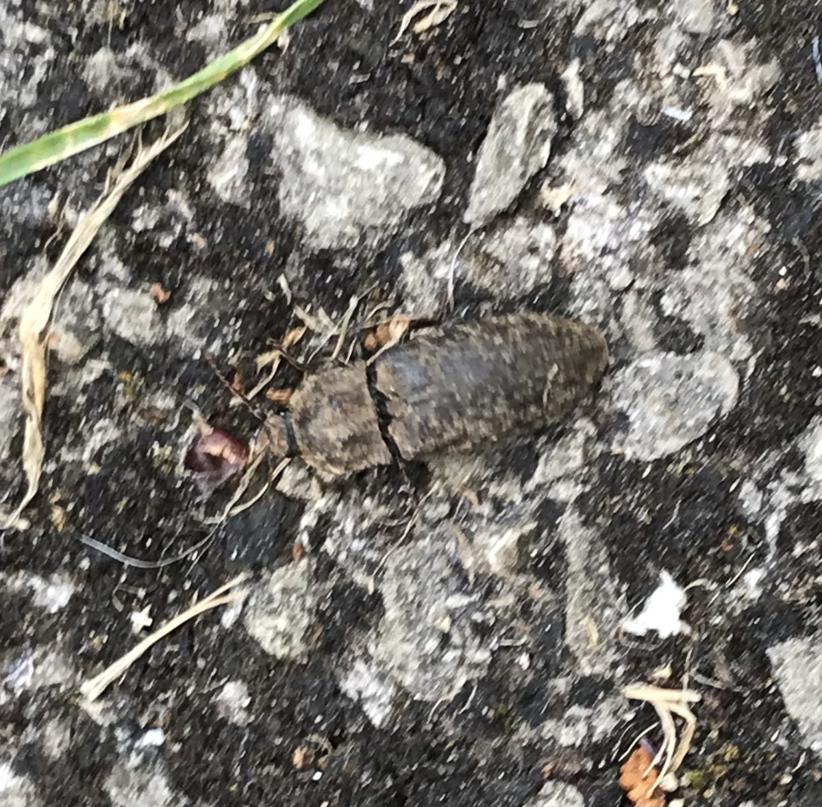 uncoolhelen's tweet photo. #30DaysWild 11 &amp; 12: lesser stag beetle, unidentified brown beetle, ladybird and mouse-ear chickweed. It has been a good weekend 🥰 @30DaysWild @LGSpace #365DaysWild @WiltsWildlife @365DaysWild #smallthings https://t.co/jUgpB6eSGn