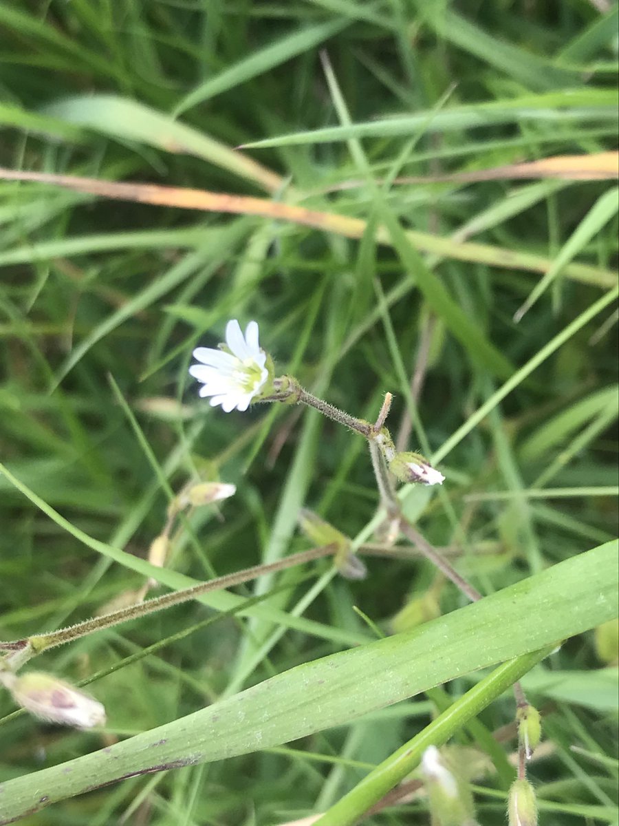 uncoolhelen's tweet photo. #30DaysWild 11 &amp; 12: lesser stag beetle, unidentified brown beetle, ladybird and mouse-ear chickweed. It has been a good weekend 🥰 @30DaysWild @LGSpace #365DaysWild @WiltsWildlife @365DaysWild #smallthings https://t.co/jUgpB6eSGn