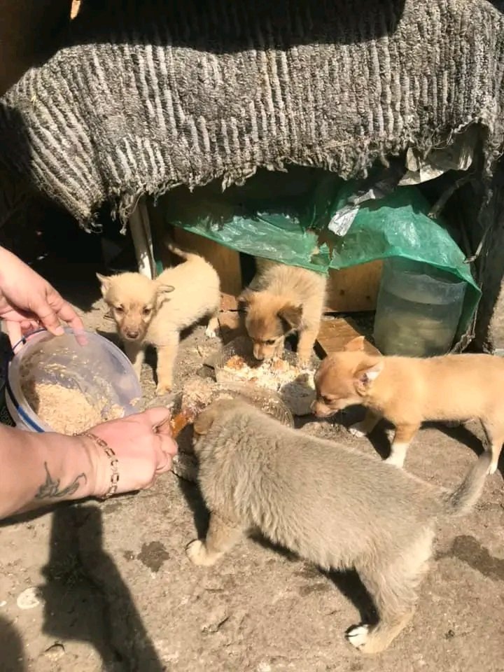 Ukrainepetscare's tweet photo. Taking care of these defenseless and abandoned animals is my hobby donate if you can they needs us #UkraineWar #UkraineRussiaWar #donations  #UkraineUnderAttaсk  #Mariupol #Kyiv #FreedomConvoy https://t.co/8RJmOPf8AJ