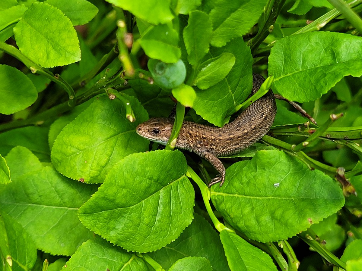FluffyMaguro's tweet photo. I saw this little fella today https://t.co/A5aQ8SY3nM