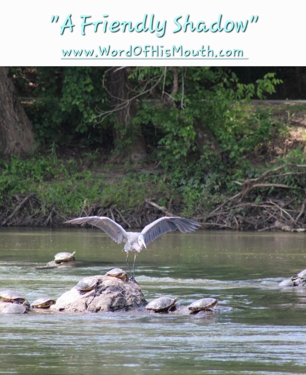 PreacherBo's tweet photo. I snapped this cool pic last week on the #DanRiver in #Danville VA. This blue heron and his turtle buddies were enjoying their sunny perch! https://t.co/1GDeM3JDKm
