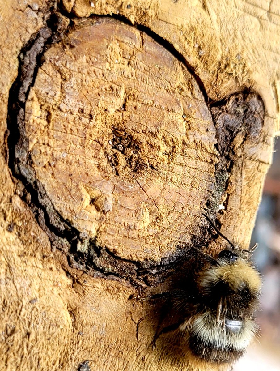 pete62jackson's tweet photo. Can anyone tell me anything about this wingless #bee I found this morning walking around our garden? @AlisonsBeeClass https://t.co/Rn4yiKEPpT