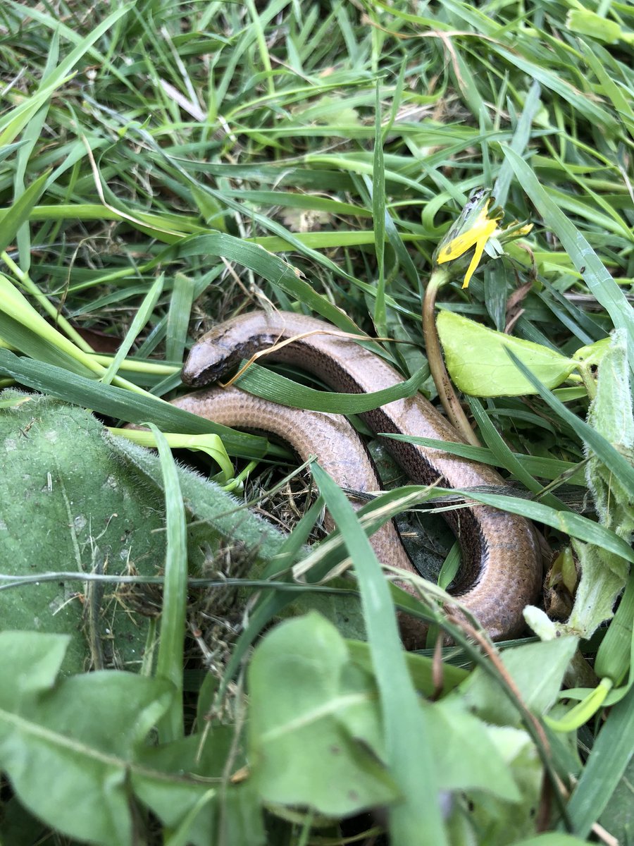 Ms Bouyer and her family have been on a mini-beast hunt this weekend. Here is just one of the incredible things they found, a slow worm! Go on your own mini-beast hunt and use a guide from the <a href="/WoodlandTrust/">WoodlandTrust</a> to help. 
#30DaysWild Day 12
<a href="/GreenshawTrust/">Greenshaw Learning Trust</a> <a href="/StokeDamerelCC/">StokeDamerelCC</a>