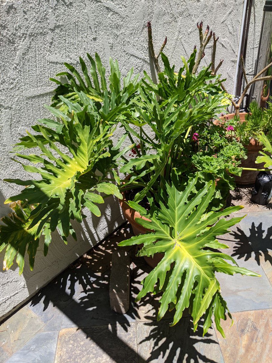 The weirdest thing that happens in my yard on a regular basis is a Thaumatophyllum bipinnatifidum sending up a new leaf. Inside the canopy in the 1st, outside the canopy in the 2nd.

#plants #plantslovers #gardening #Weird