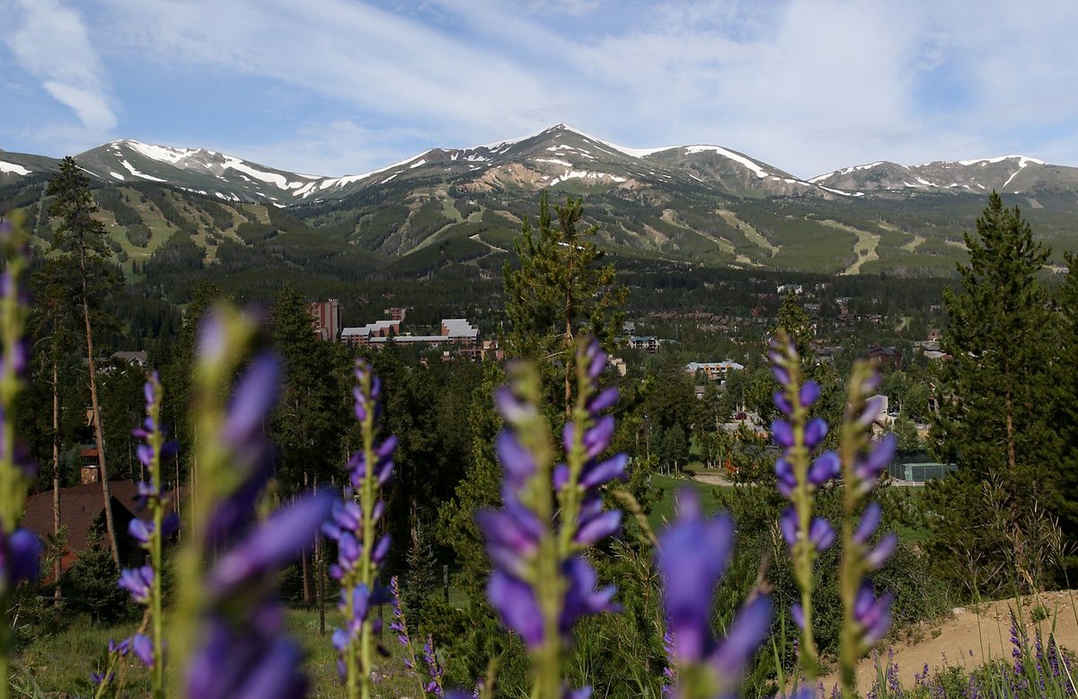 🌷🌻The blooms are coming soon... What are your favorite flower-filled hikes in Breckenridge?? #BreckLife