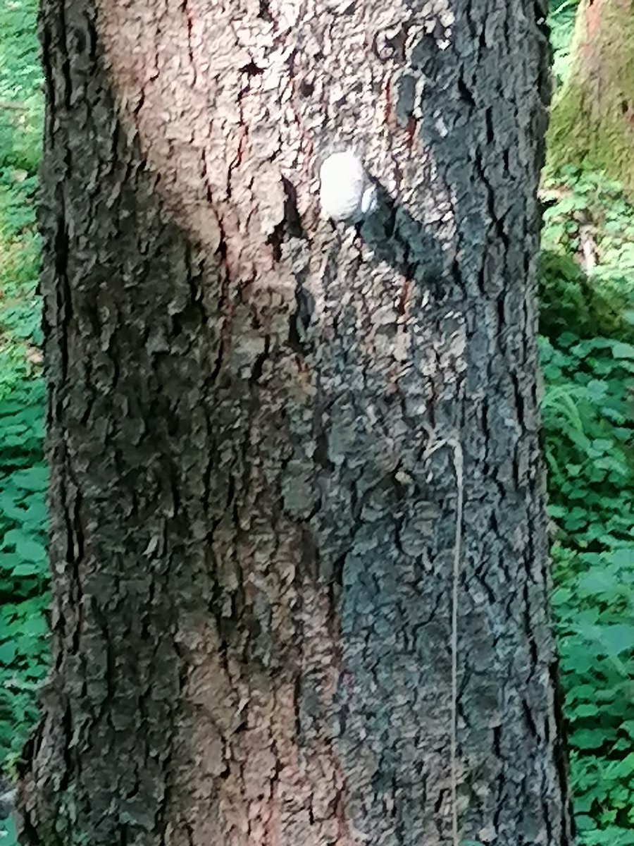 FranaSram_ek's tweet photo. Chodila jsem dneska po horách. Tolik krásy, že se ani na fotky nevešla.
#MurnauerMoos
#Kosatce
#Alpy
#Pomněnky
#Ticho
#Šnek
#PtačíPítkoVeStromu
#Louky
#Odpočívadlo https://t.co/7WrBwH331P