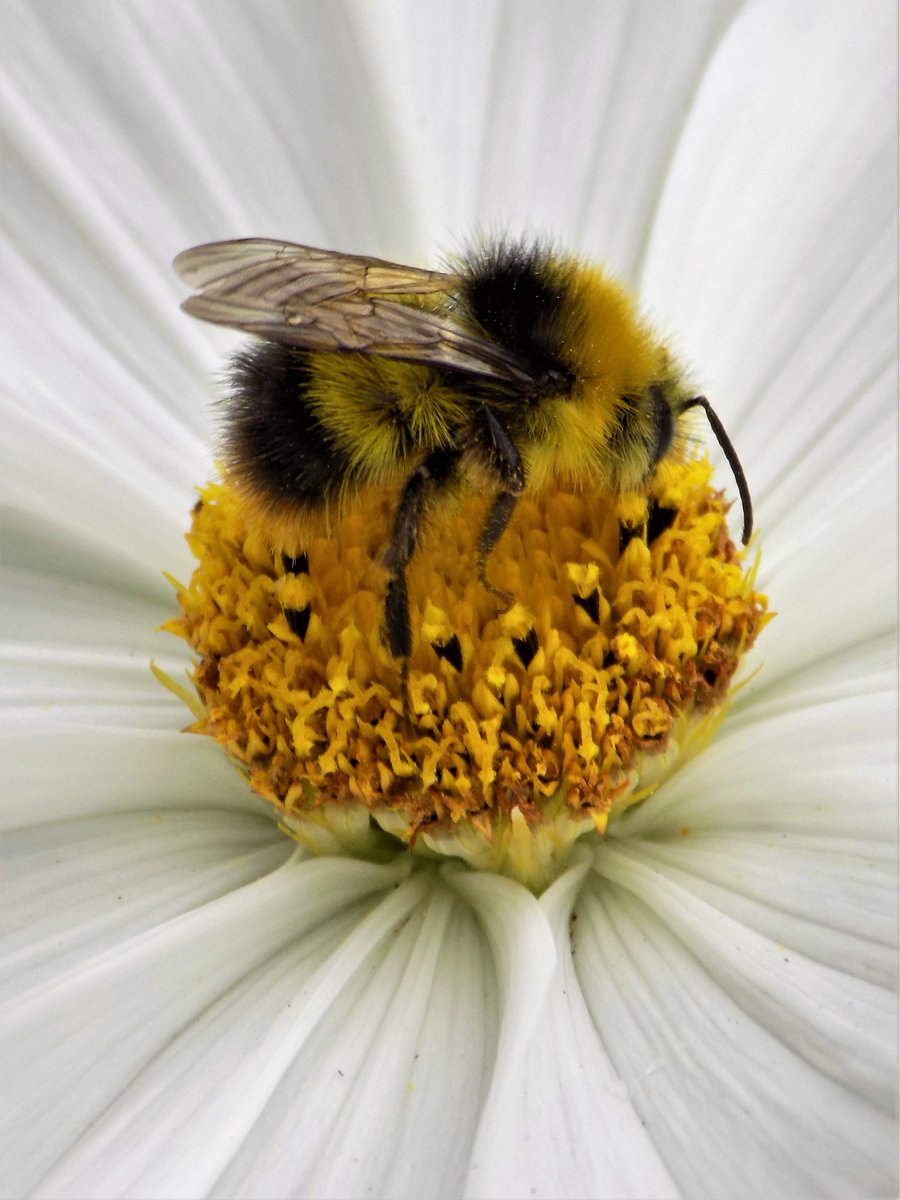 Bees are loving the cosmos today 🐝🌞 #bee #fuzzybee #bees #flowersandbees #beesandflowers #cosmos #wildlife #nature #wildlifeandnature #inmygarden #inmygardentoday🌝🌿🌸🌼🌺🍀🌺🌼🌸🌿 #pollen #whiteflowers #beautiful