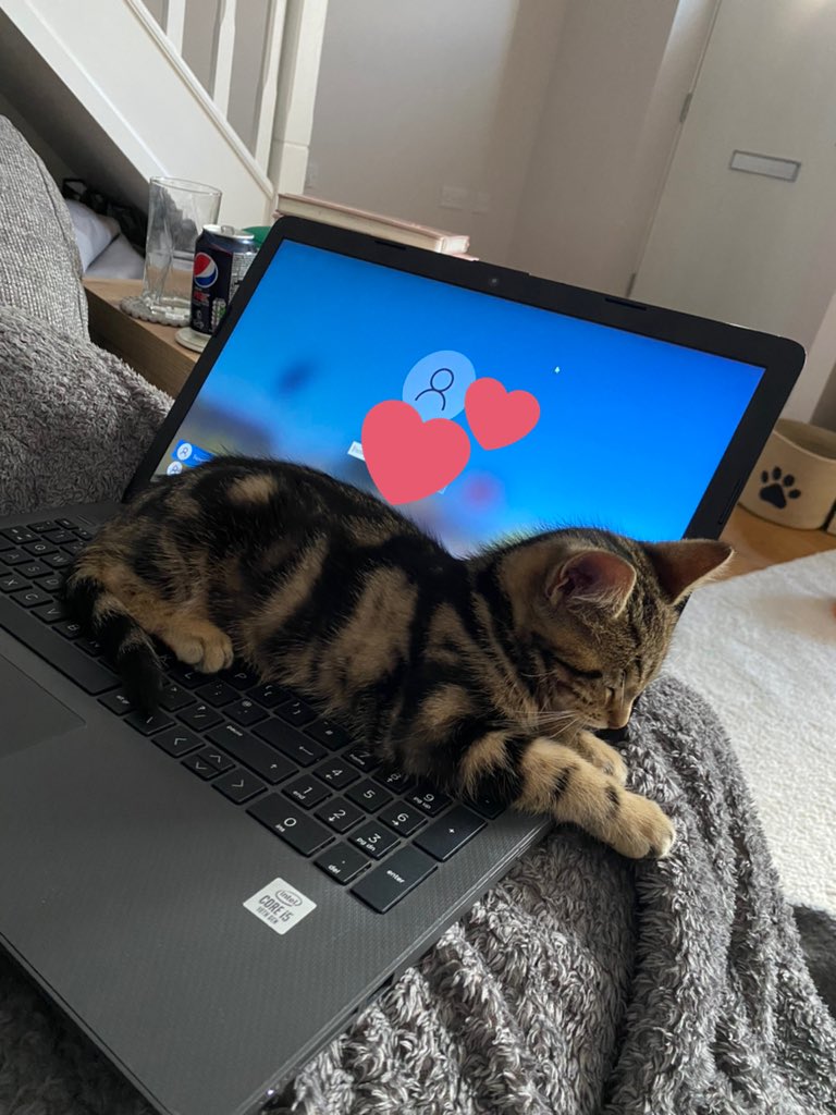 primaryteachsg's tweet photo. I think Arlo wants me stop writing my reports now! 💙😻 https://t.co/VFLooFAKJ4
