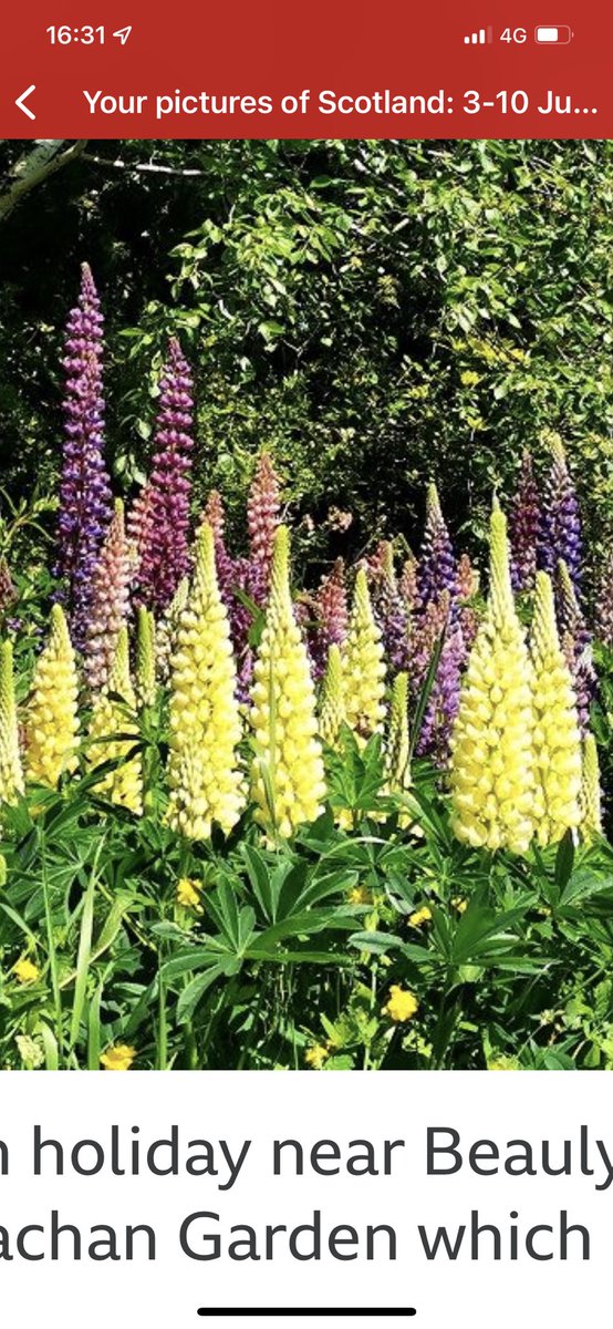 kwajack's tweet photo. @ShowMeNature Hi Jim - we used tweet a bit some 10 years ago. I mentioned yellow lupins in Scotland and you said you didn't know you get yellow ones. Haven't seen one since, till this pic on BBC Scotland today! 😊 https://t.co/8A56qXsmVi
