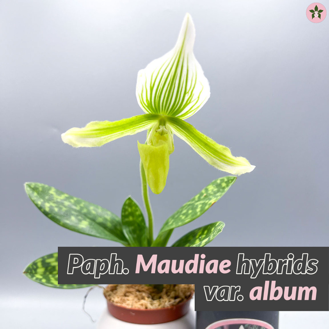 Roeorchids's tweet photo. Paph. Maudiae hybrids var. album
-
https://t.co/stUSJIK1WG
#paph #phrag #Orchids #orchidsofinstagram #orchidlover #canadianorchidgrower #roehamptonorchids #orchidscare https://t.co/P3IrPY6JcP