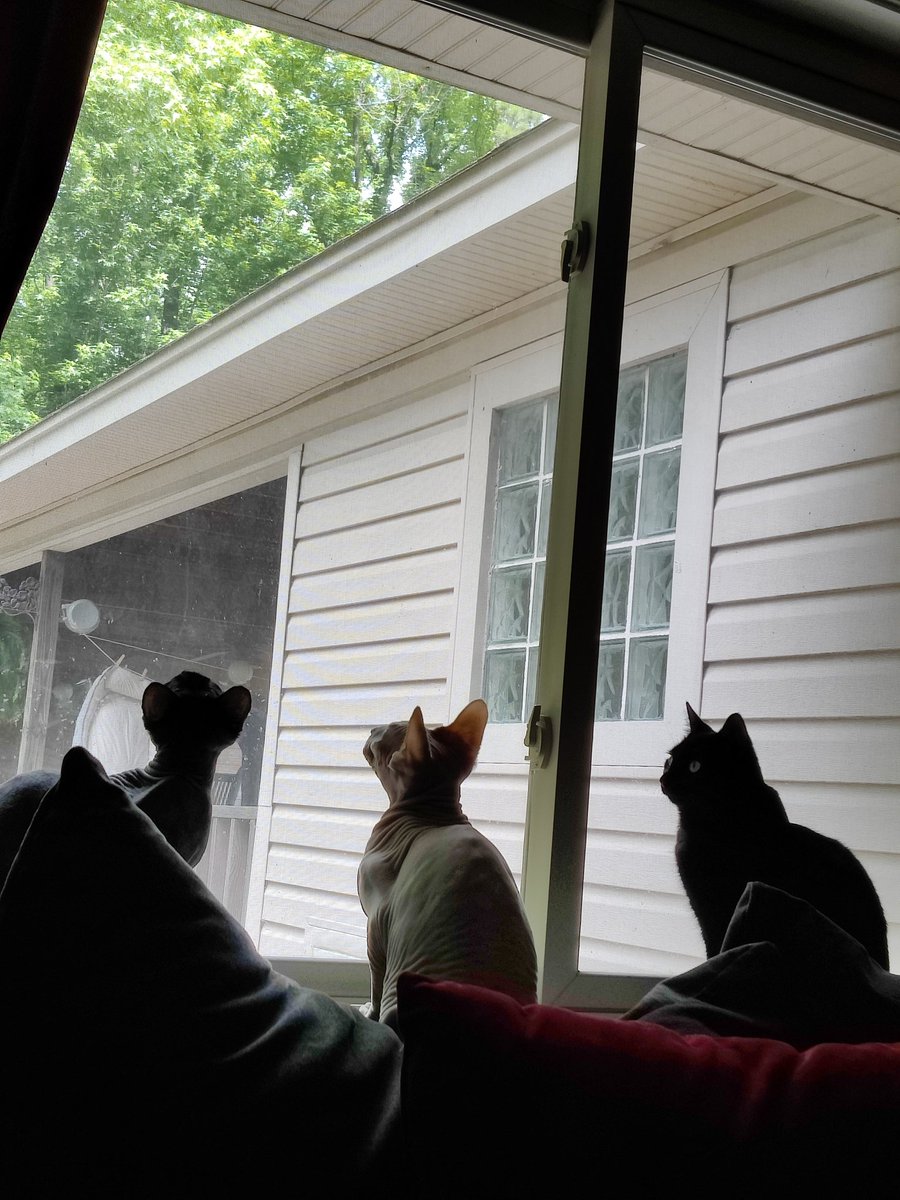 GoghCat's tweet photo. There is a bug on the window so it is our duty to stare at it and try to catch it.
#SundayMorning #sundayvibes #SundayFunday #bugwatching #bug #CatsOfTwitter #CatsOnTwitter https://t.co/kHT5R4nrX0