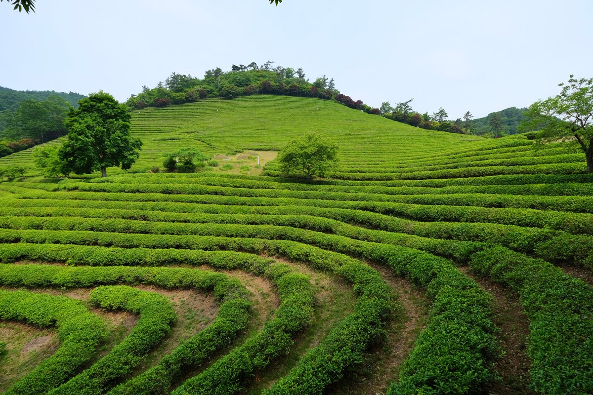 ChrisAstro's tweet photo. Went to visit the Daehan Dawon Green Tea Farm. 40% of South Korea's green tea comes from here! π°π·π³ #SouthKorea #exploreROK #Korea #exploreKorea #travel #visitSouthKorea #DaehanDawon #greentea #greenteafarm #greenteaplantation https://t.co/WKdwWASPPM