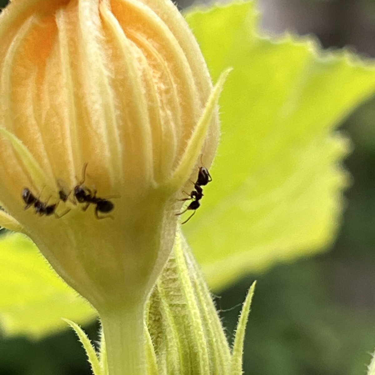 bernardreischl's tweet photo. These l’il guys are keeping busy! #ants #zucchini #workerants #zucchiniflowers https://t.co/yZaElpJRNo