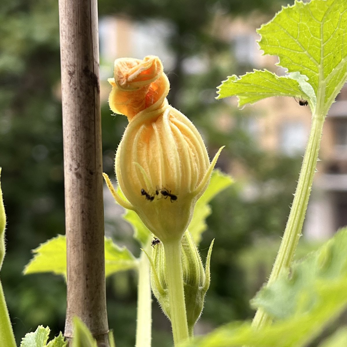 bernardreischl's tweet photo. These l’il guys are keeping busy! #ants #zucchini #workerants #zucchiniflowers https://t.co/yZaElpJRNo