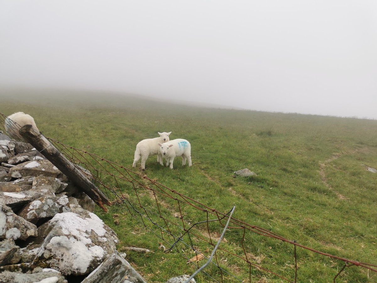 hannahengelkamp's tweet photo. Not a birthday that will be remembered for its excellent weather... But sleeping in the lee of a 12th C drovers' bridge, the only windbreak in sight, was memorable. #PontScethin #rhinogydd #rhinogs #SlowWays #Bartra https://t.co/4LUOu8nxTs