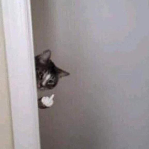 Lappen 🇵🇸 tweet media