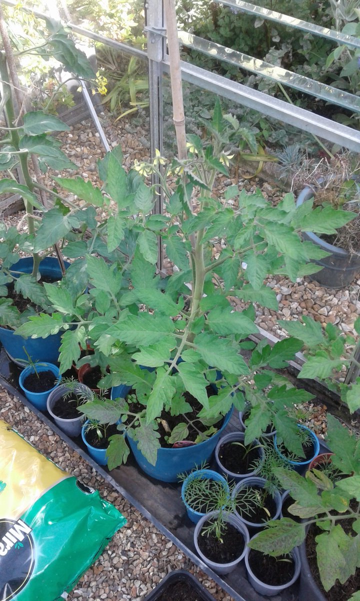 Antoine41436622's tweet photo. Today combining BOC with my own gardening. New pond in a pot project and nurturing the greenhouse crop #SCFTActive #TeamWestSussex #Wellbeing https://t.co/VmVTpPgVSw
